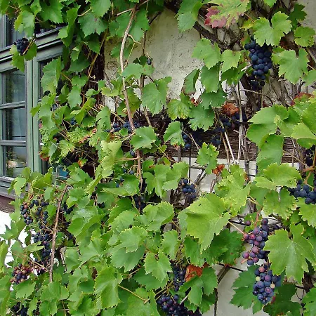 Guest house Alte Ausspanne *